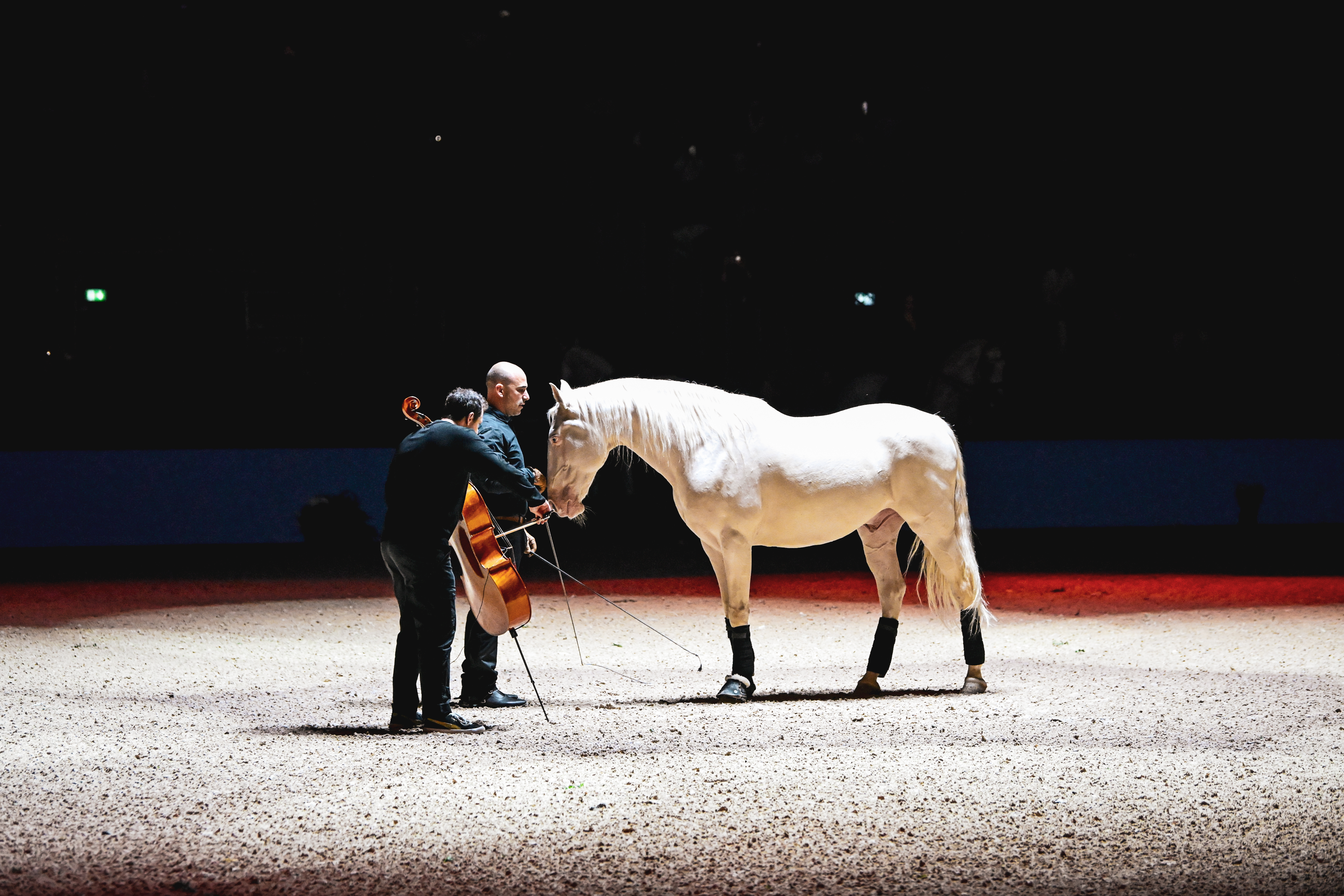 Spectacle violon cheval