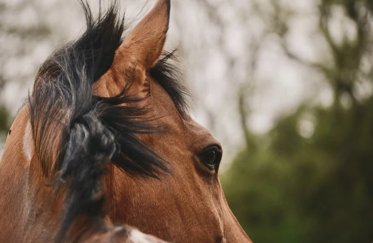 Cheval de dos